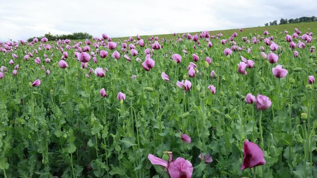 Smooth Pan Across Blooming Pink Poppy Field Under Clody Spring Sky in 4K