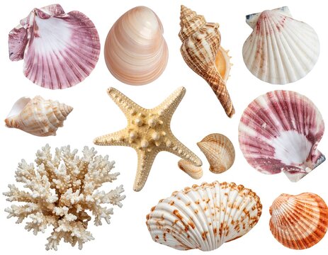 A collection of various colorful seashells and a starfish
