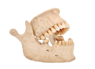 Human skull jaw model with teeth. © vetkit