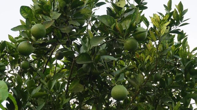 Sweet lime fruits growing on healthy mosambi tree