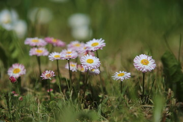daisies in the grass (Bellis perennis) © Sphotos