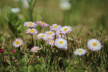 daisies in the grass (Bellis perennis) © Sphotos
