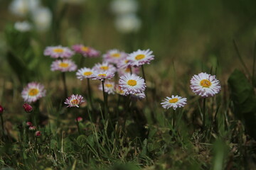 daisies in the grass (Bellis perennis) © Sphotos