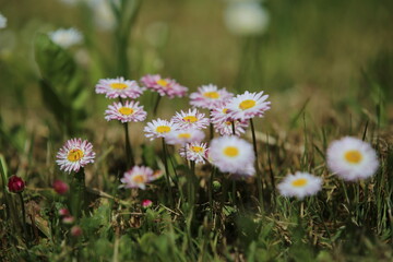 daisies in the grass (Bellis perennis) © Sphotos