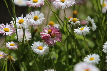 daisies in the grass (Bellis perennis) © Sphotos