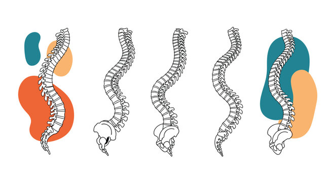 Illustration showing five different perspectives of the human spinal column with colorful background shapes for anatomy and chiropractic study.