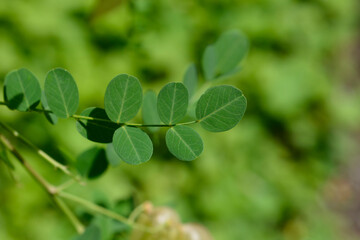 Fototapeta premium A macro shot focusing on the rounded green pinnate leaves of a bladder senna branch with blurred seed pods in the sunny background - latin name - Colutea arborescens