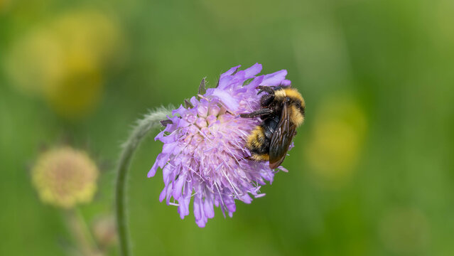 Bio Diversity - Bombus Psithyrus campestris - Field Cuckoo Bumblebee on Purple Flower