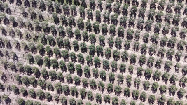 Aerial view of olive trees planted in symmetrical rows on plantation in Andalusia, Spain. Drone video rising straight up to zoom out revealing more and more olive trees.