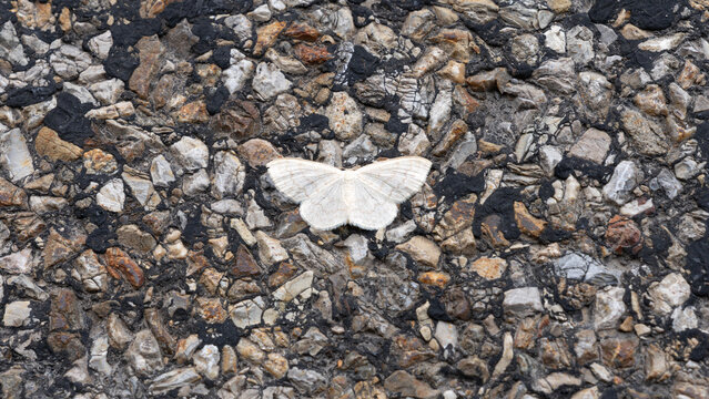 Bio Diversity - Scopula floslactata - Small White Moth on the Street
