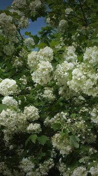 Abundant blooms of Viburnum opulus 'Boule de Neige' in garden