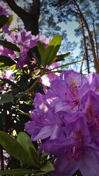 Gorgeous View of Purple Blossoms with Leafy Background