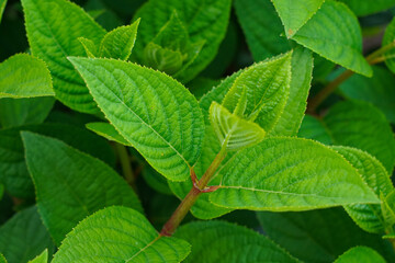 Fototapeta premium A Close-Up View of Lush Green Leaves Showcasing Varied Textures and Vibrant Colors in Natural Light