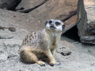 Fototapeta premium A meerkat sitting on the sandy ground, looking up with an alert and curious expression. The image captures the typical vigilant behavior of these social African mammals in their natural habitat.