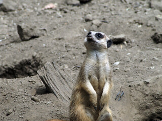 Fototapeta premium Meerkat Standing Upright on Hind Legs Looking Up, Alert Sentinel