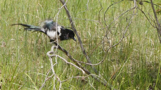 Slo mo close up: Magpie fluffs, dries wet plumage perched on branch