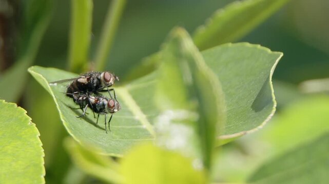 Close-up mating behavior of insects, two flies on green forest leaf