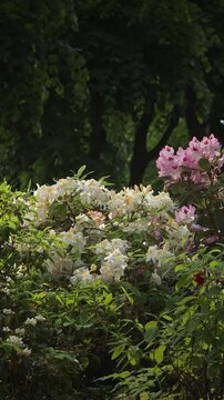 Scenic Floral Landscape of Colorful Blossoms and Foliage