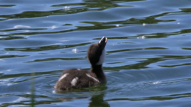 Cute close up of fuzzy Goldeneye duckling vocalizing on pond surface