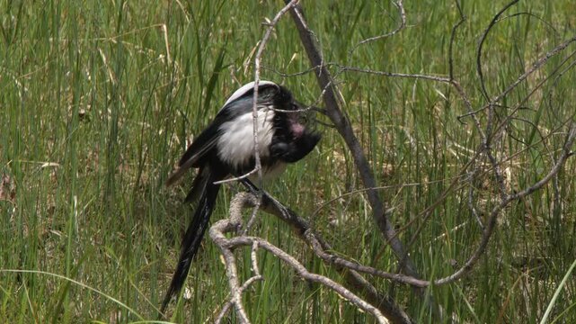 Magpie bird preens wet plumage perched on wetland tree branch, closeup