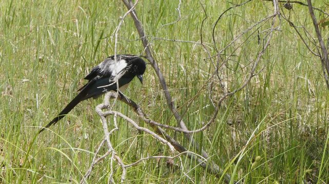 Magpie bird scratches itchy head with foot while perched on tree branch