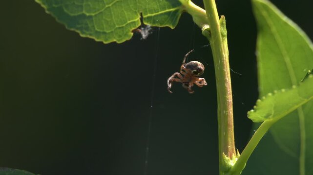 Closeup spider on green plant weaves silk web in beautiful lighting