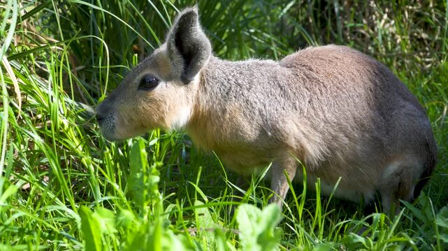 A Patagonian mara is seen grazing in a verdant setting, surrounded by tall grass. Ideal for wildlife documentaries or educational content.