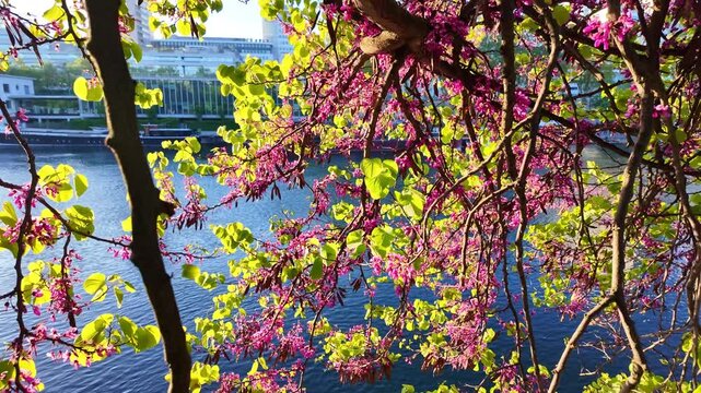 View through branches of tree covered in vibrant pink blossoms towards calm blue waters of Seine river in Paris, France