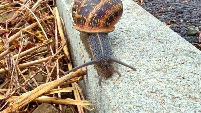 Macro view of brown snail with shell slowly crawling down edge of concrete curb next to dry grass
