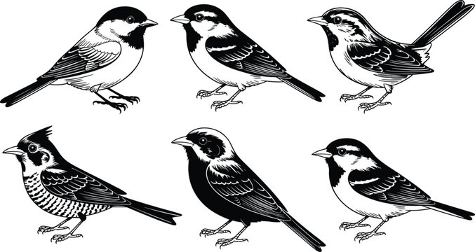 Black and white vector illustration set of small songbirds and chickadees for nature design elements on white background