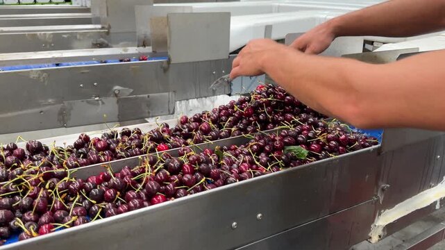Worker sorting fresh cherries on an industrial conveyor belt