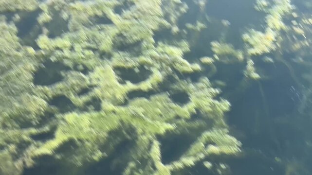 Iberian green frog swimming in calm water with algae