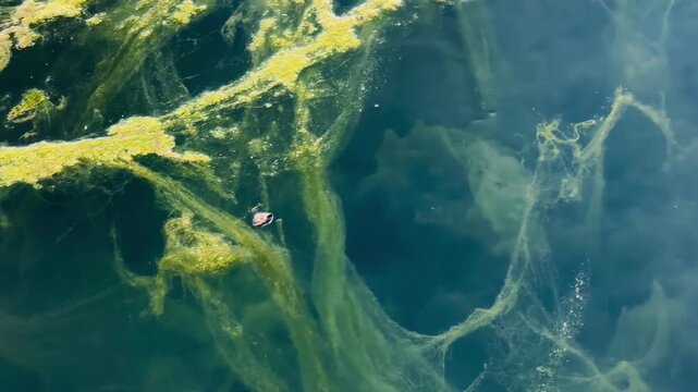 Frog swimming in algae filled pond water