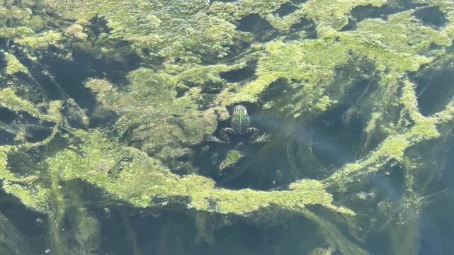 Green frog swimming through algae in a pond