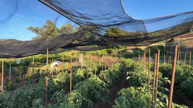 Organic vegetable garden with sunshade netting in rural spain