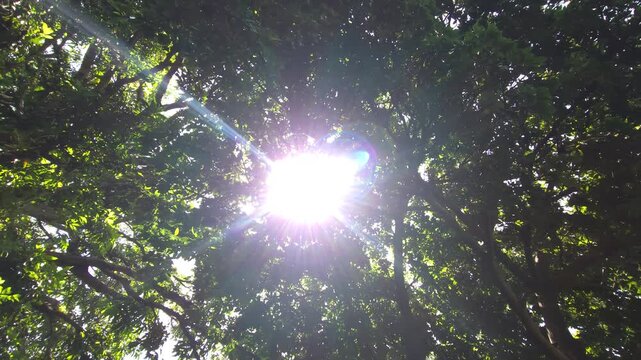 Low-angle shot of a dense forest canopy. Brilliant sunlight breaks through the thick green leaves, creating a vibrant sunstar effect and beautiful lens flares that illuminate the natural scene.