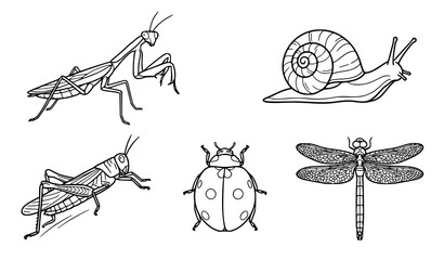 Insect vector outline illustration set featuring praying mantis grasshopper snail ladybug and dragonfly in minimal line art style © Emdadul