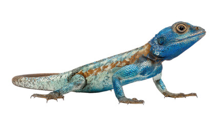 Naklejka premium blue colored lizard reptile isolated black background detailed scales wildlife macro photography exotic animal portrait close up texture nature on white background