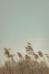 Obraz premium grass and sky