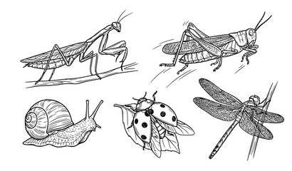 Hand drawn insect line art set featuring praying mantis grasshopper snail ladybug and dragonfly vector collection © Emdadul
