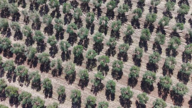 Aerial birds eye view of olive grove in Andalusia, Spain. Top down drone footage flying over rows of olive trees on farm in southern Spain with dry light brown dirt.