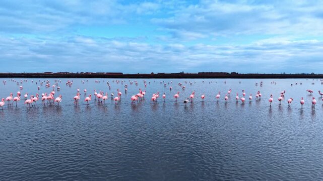 Flamingos spread across salt lake with rural buildings behind. Pink birds in blue water forming loose line, cloudy sky above flat shore.
