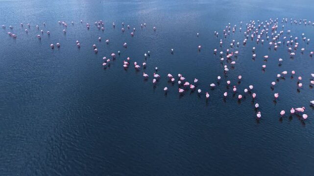 Top down view of flamingos dotting dark blue lake surface. Pink birds scattered across deep teal water with soft ripple texture.