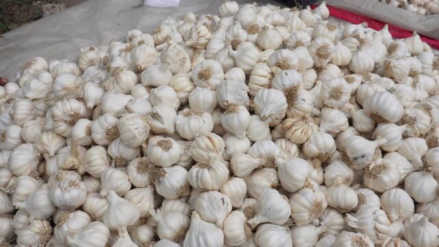 Fresh white garlic bulbs stacked for market sale