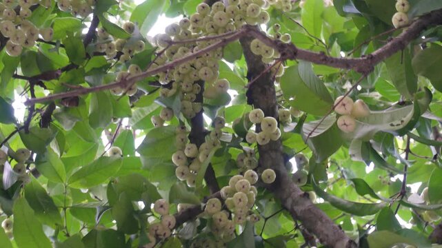 Water apple growing on tree fresh tropical fruit