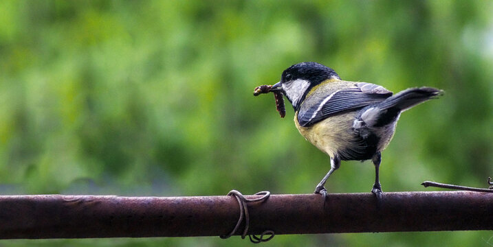 A beautiful Great Tit (Parus major) perched on a wire, holding a caterpillar in its beak. This expressive image captures a natural feeding moment of this common European songbird in bright natural lig