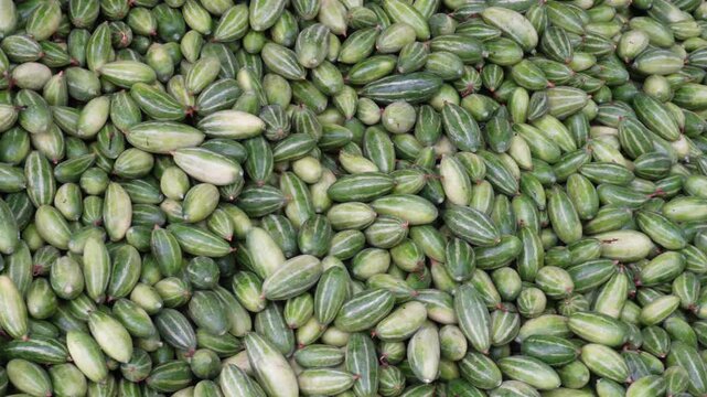 pointed gourd harvest with fresh green pile