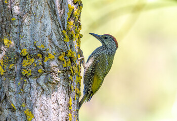 Obraz premium A juvenile Eurasian Green Woodpecker (Picus viridis) on a tree trunk