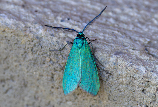 Close-up of a Green Forester Moth from the genus Adscita or Jordanita