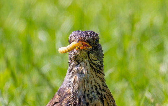 Portrait of a Fieldfare bird - Turdus pilaris with a worm in its beak